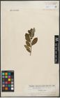 Foto von Salix phylicifolia L.